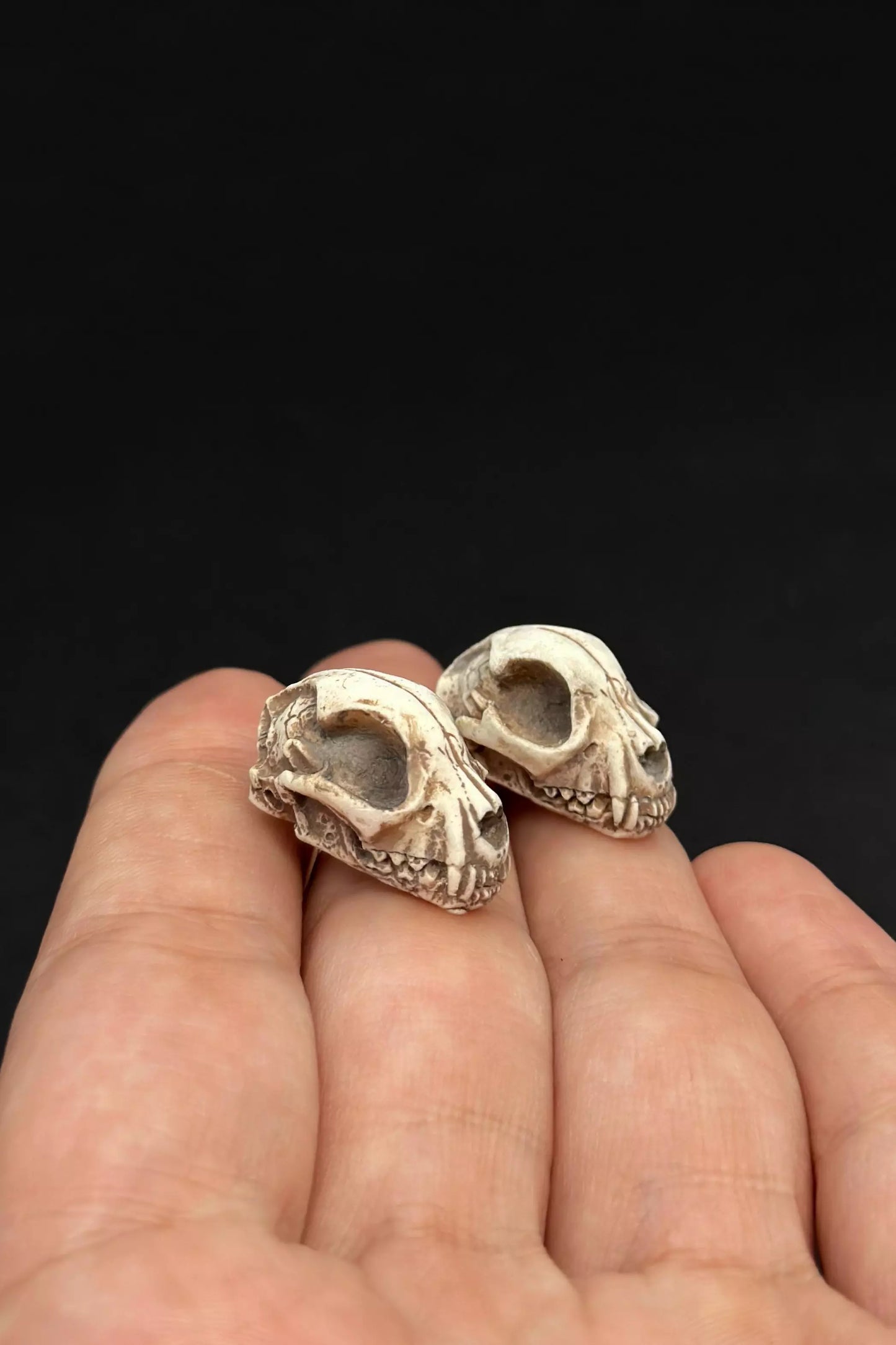 Cat Skulls Earrings in stud or dangle variations, featuring realistic cat skull and skeleton designs by ioArtStudio